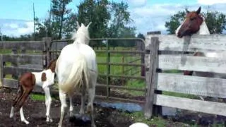 Hoofs are flying as Khalie protects her newborn colt from his Daddy!