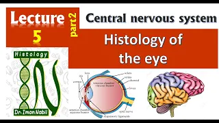 5b-Histology of Eye part 2-Retina-CNS