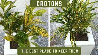 Planting Croton Plants | Where And How We Should Keep Them | Codiaeum Variegatum Plants