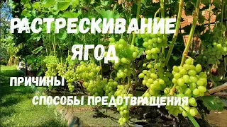 Растрескивание ягод. Причины. Способы предотвращения.