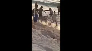 Australians rescue beached shark