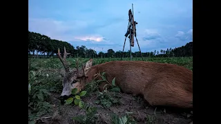 DIANA BYC 10/2024 Niesamowity myłkus - Awesome roebuck