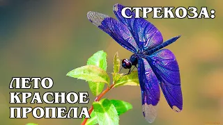 СТРЕКОЗА: Одно из самых древних насекомых на Земле | Интересные факты про насекомых