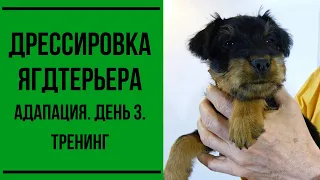 Дрессировка щенка ягдтерьера. Адаптация. День 3. Тренинг