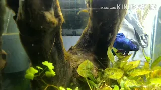 Plants melting in aquarium- my experiment and solutions