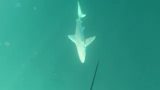 Shark chases me back to the boat while Spearfishing in Destin !!