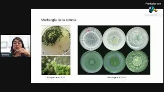 Aislamiento e identificación de Trichoderma spp endófitos