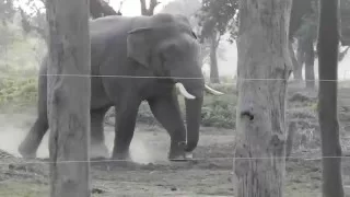 Renaldo, dominant wild bull elephant in Chitwan National Park, Nepal