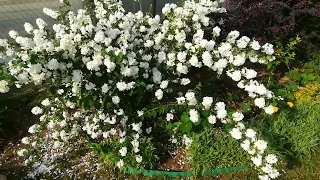 21 июня, цветёт махровый жасмин (или чубушник)