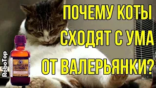 Почему коты сходят с ума от валерьянки?