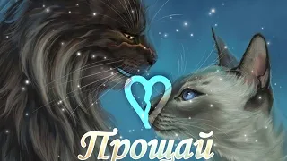 Клип Коты Воители Звездоцап и Саша|Cat Warrios Tigristar and Sasha|•Прощай•√🖤Black Cat𓃠√