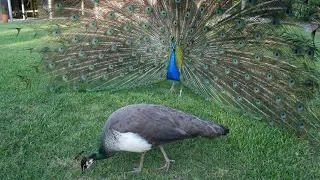 Snippet: Male peacock make noises with their tail feathers