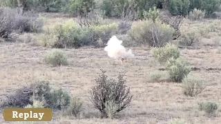 Predator Hunting in July (Coyote Down) 2 Stand Session