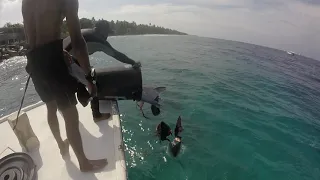 Tiger Shark Feeding - Tiger Zoo, Southern Maldives