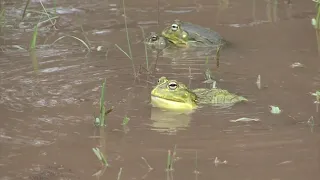 Bullfrogs mating and egg-laying – with occasional interference from other males