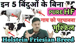 H F Cow होलिस्टन गाय की सही पहचान Holstein Cow Breed Information / holstein cattle breed