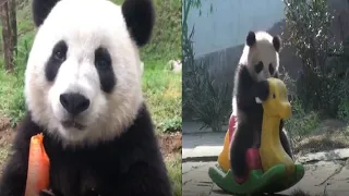 Cute Panda Videos,  (Compilation cute moment of the Panda) - Cutest Animals