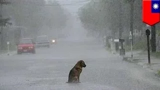 Брошенный пёс терпеливо дожидается своего хозяина
