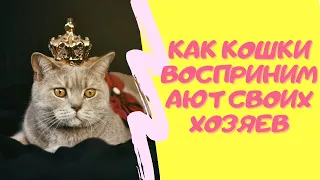 КАК КОШКИ НА САМОМ ДЕЛЕ ВОСПРИНИМАЮТ СВОИХ ХОЗЯЕВ