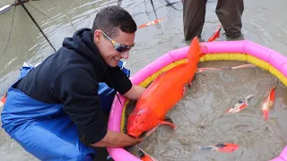 BUYING My Dream Koi In Japan 🇯🇵