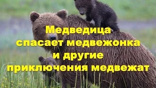 Медведица спасает медвежонка и другие приключения медвежат.