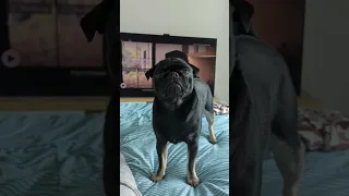 PUG goes VIRAL🐕😂#shorts #viral #funnyvideo #puppy #pug #music #dog #cute #happy #fun #lol #love NEW