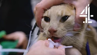 Tiger the Cat is Brought Back to Life | The Supervet