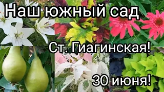 Прогулка по нашему южному саду 30 июня/Как подросли цветы, фрукты и овощи/Жизнь на юге после Сибири/