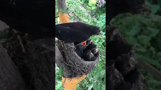 Mother Saves Baby bird which is about to Fall  Silver eye  Bird videos  Pelci bird, Kocomoto bird 1