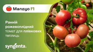 Малдуо — ранній рожевоплідний томат для плівкових теплиць