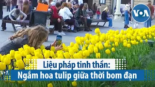 Liệu pháp tinh thần: Ngắm hoa tulip giữa thời bom đạn | VOA Tiếng Việt