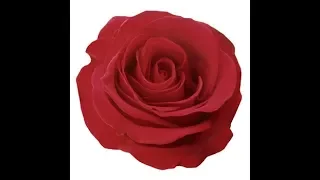 (PMV)-meme розы