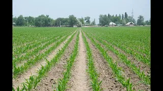 Kyrgyzstan corn Кукуруза Кыргызстан