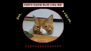 고양이가 진심으로 삐졌을 때 나오는 표정 FACE EXPRESSION OF WHEN CAT SERIOUSLY PISSED OFF