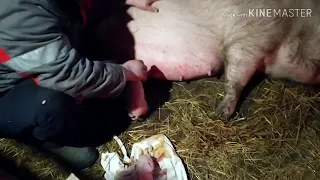 Принимаем роды у Свиньи ,Сложный Опорос 🐖