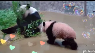 😂 Шаловливая Катюша утащила самую вкусную веточку у мамы. panda Катюша