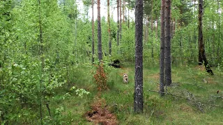 Поход по Ивангородскому тракту. Др. Горка-Ст. Болото-Чаща-Новинка. Работа над ошибками.