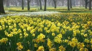 Brothers Four - Seven Daffodils