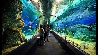 Океанариум Сочи — Sochi Discovery World Aquarium. Достопримечательности Сочи, Адлер, Аквариум