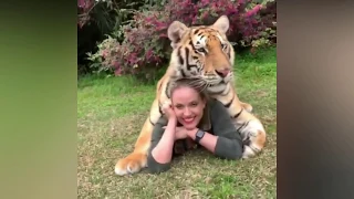 Cute Lions/Tigers/Cheetah Videos Compilation Cutest Animals Moments