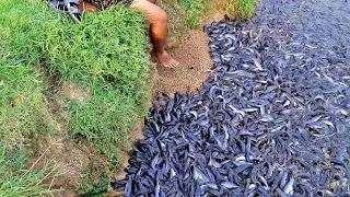 Grow Out Culture Of Catfish From In Asia || Million Baby Catfish Eating Food In Pond