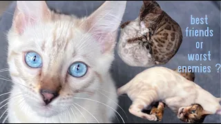 I Got A Bengal Cat For My Bengal Cat | Introducing the cats | One month update