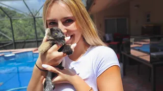 NEW! BABY LEMUR Play Time!