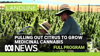 Landline | We visit one of Australia's largest outdoor cannabis farms | ABC News In-depth