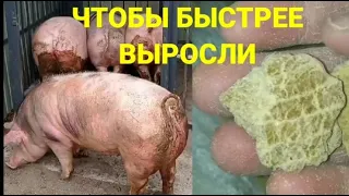 Соевый шрот (макуха) • Сколько добавлять его в рацион? • Сім'я в селі