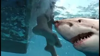 Great White Shark Encounters that will TERRIFY you. TOP 10 Shark Attacs.