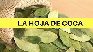 (INCREIBLE) 🌿  Uso TRADICIONAL de las Hojas de COCA 🎥  Colombia: PUEBLO KOGI 🍃