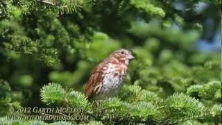 Fox Sparrow (Red Morph) in Maine