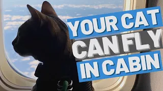 FLYING WITH MY CAT to Europe - Plan a Plane trip with your cat