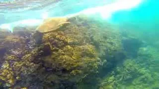GoPro Snorkeling with Honu (Sea Turtle) Maui